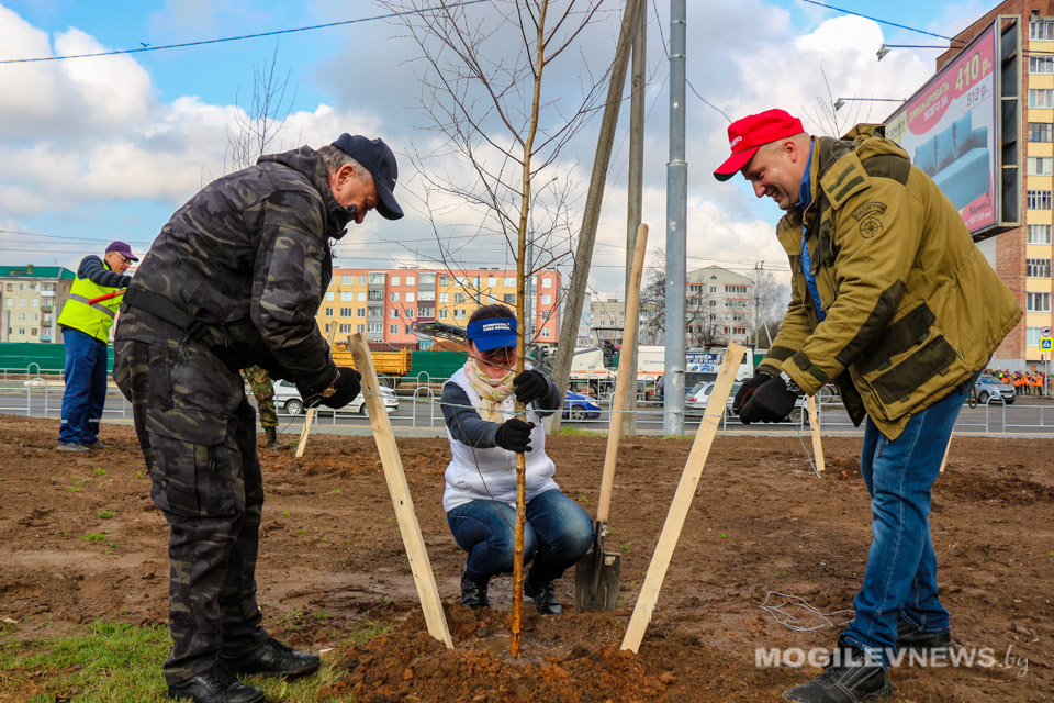 Аллея из 80 берез появилась на ул. Крупской в Могилеве. Фото