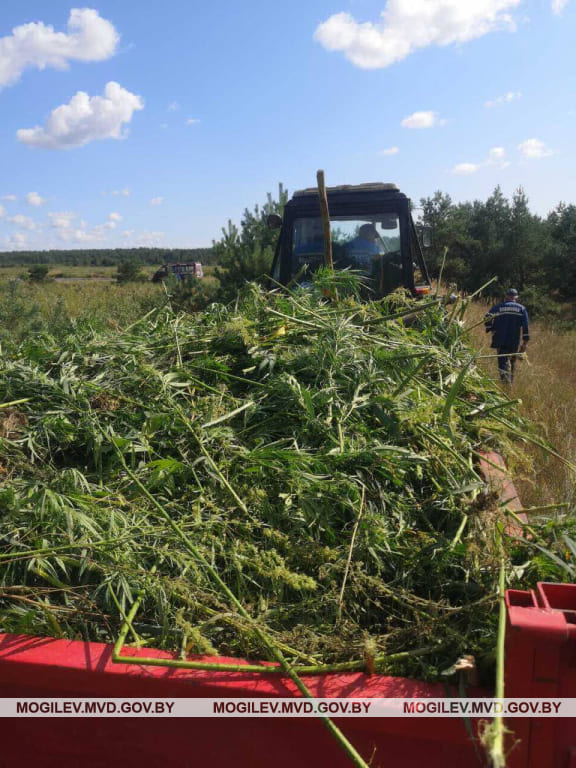 1,2 га дикорастущей конопли уничтожили в Бобруйске