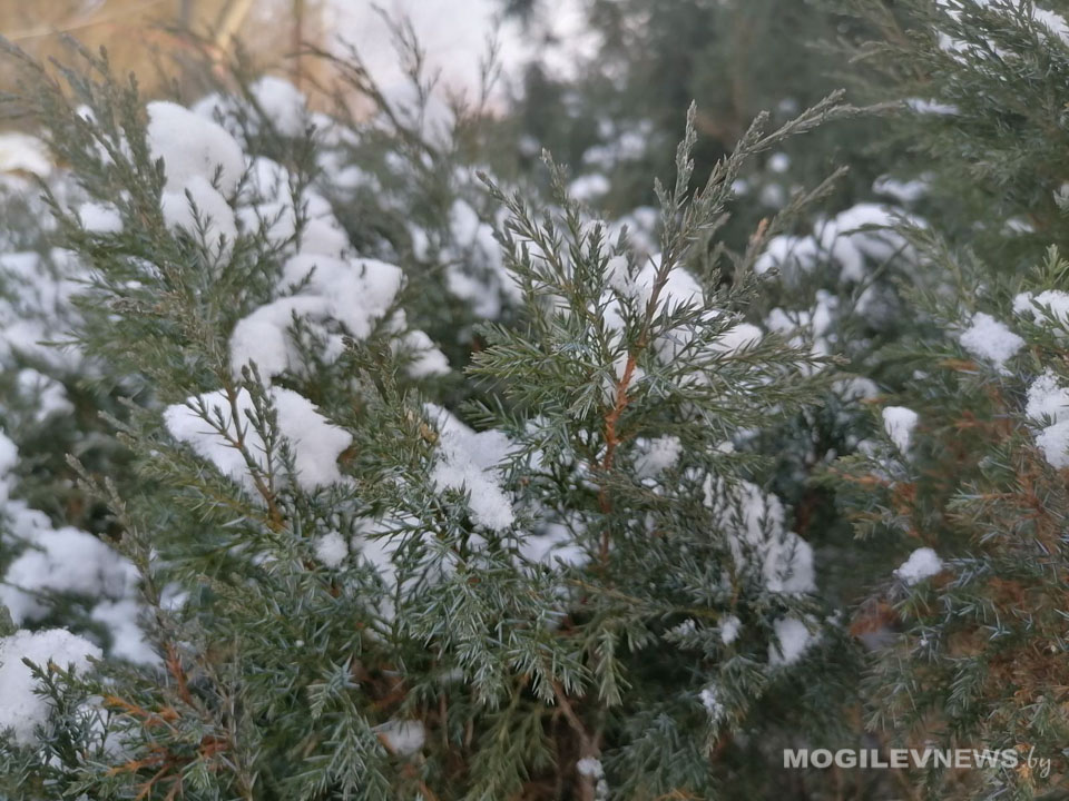 Оранжевый уровень опасности объявлен по Могилевской области 26 декабря из-за сильного ветра