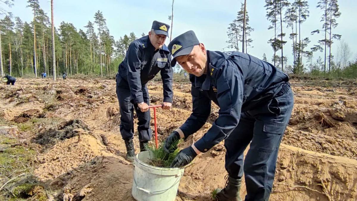 Саженцы сосны, ели и березы на площади более 3,5 га высадили в районе д. Семукачи следователи
