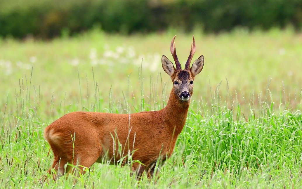 Сезон охоты на самца косули европейской открывается с 15 мая