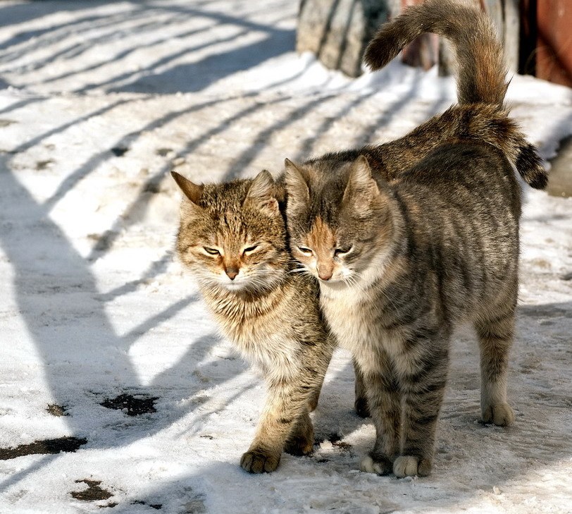 Каникулы разума