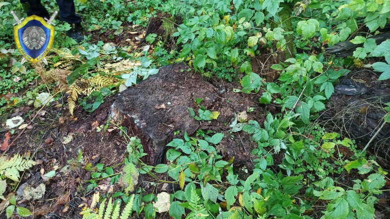 Уголовное дело о получении взяток за сокрытие фактов незаконных рубок деревьев расследуется в Могилеве