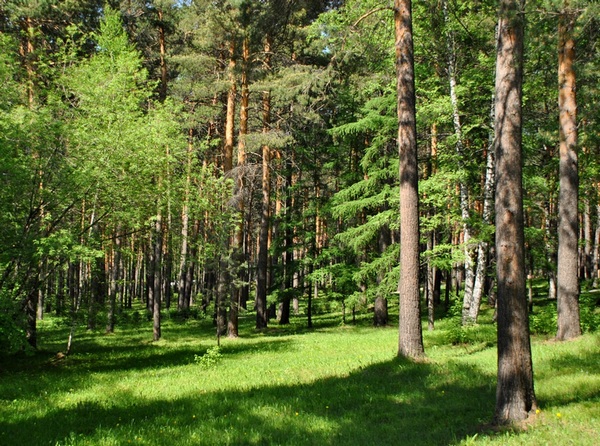 «Все вырубки леса только плановые», — информирует  Краснопольский лесхоз