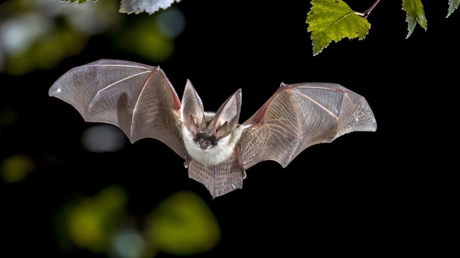Новый коронавирус обнаружили у летучих мышей  в Таиланде