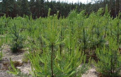 Лесной питомник планируют заложить в Костюковичском районе