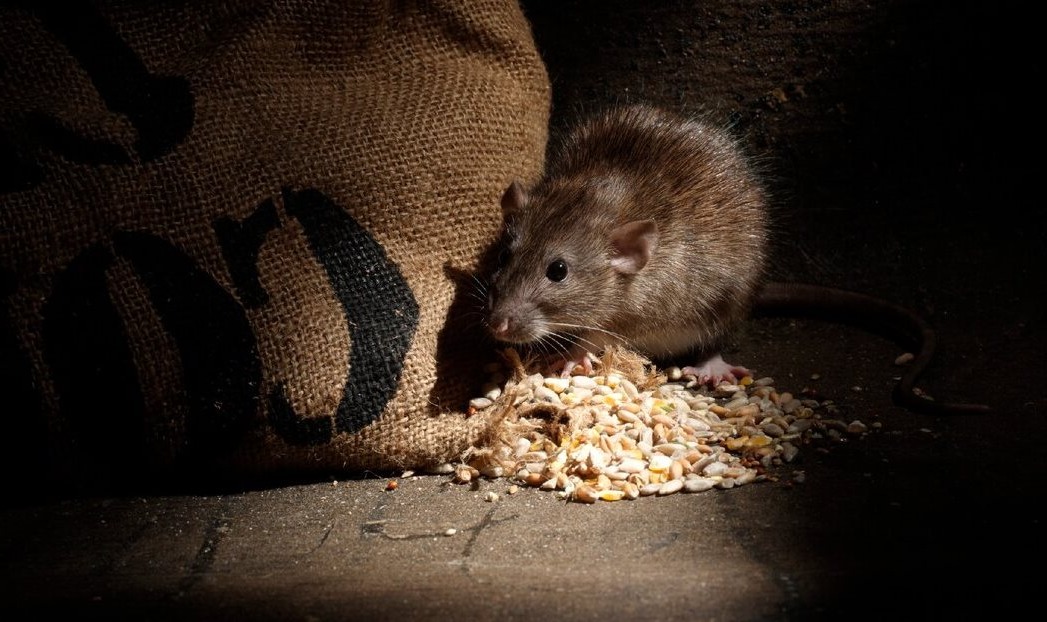 19 человек заразились геморрагической лихорадкой с почечным синдромом от грызунов в Могилевской области за 10 месяцев текущего года