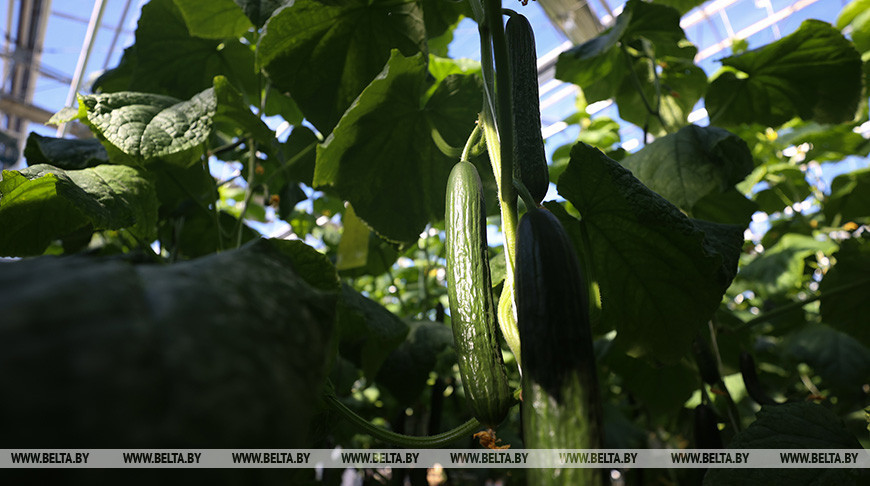 Лукашенко о продбезопасности: тех, кто не сможет себя прокормить, ждет холодная и голодная зима