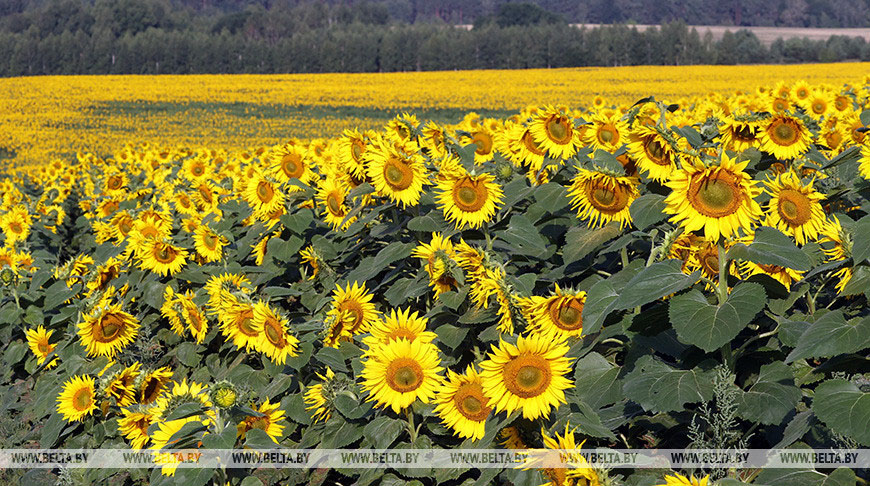 Будет ли у Беларуси свое подсолнечное масло? Лукашенко поручил задействовать экспериментальные поля