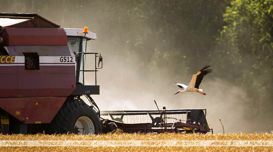 В Беларуси началась массовая уборка зерновых