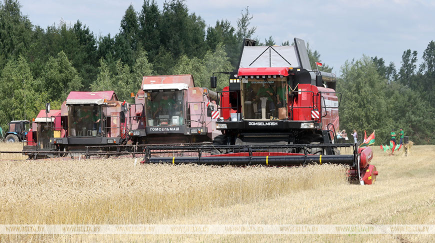 Озимый ячмень в Беларуси убран с 96,5% площадей