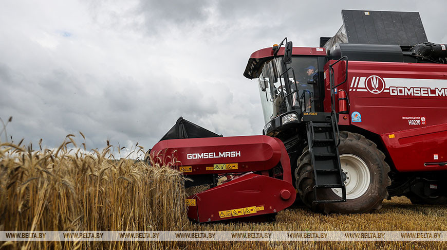 В Беларуси намолотили более 500 тыс.т озимого рапса на зерно