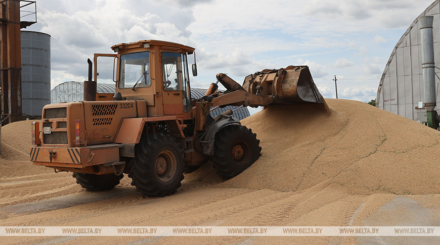 Госзаказ на зерно в Беларуси в этом году составляет 800 тыс. тонн