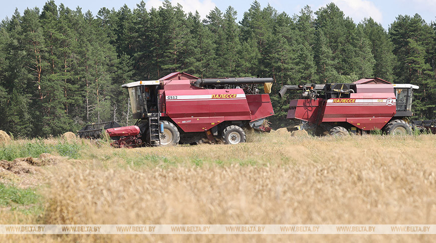Массовую уборку зерновых в Беларуси планируют завершить 20 августа