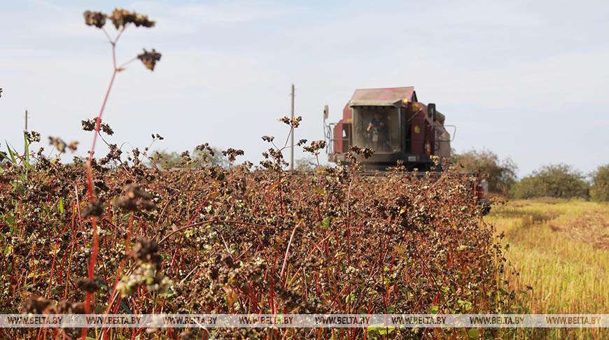 Белорусские аграрии убрали гречиху с 70% площадей