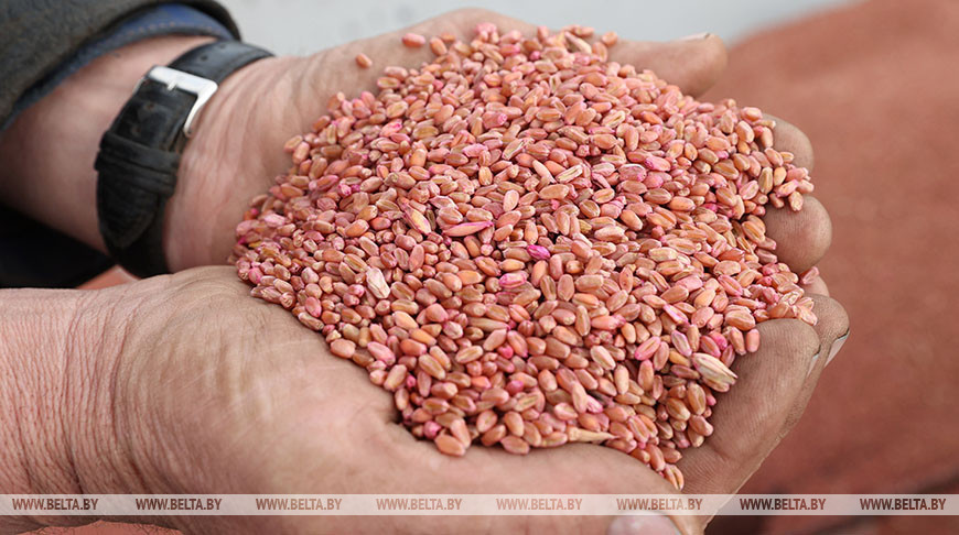 Белгидромет о состоянии зерновых: зимовка прошла хорошо, холода в начале марта не повлияли