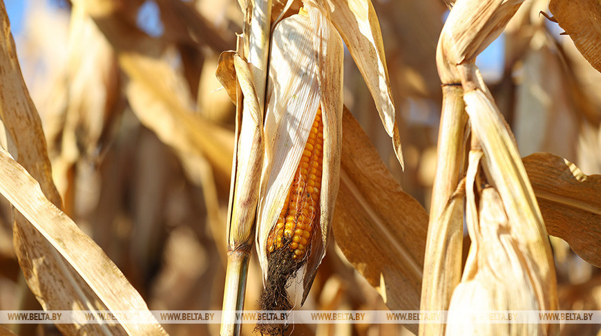 Белгидромет: хорошая влагообеспеченность будет способствовать формированию початка кукурузы