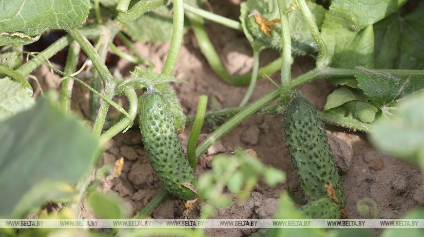 Первый урожай огурцов собрали в теплицах "Рассвета" в Кировском районе