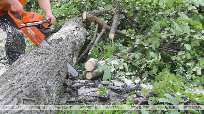 Юрий Назаров: ликвидировать буреломы после майской стихии планируют к 1 августа