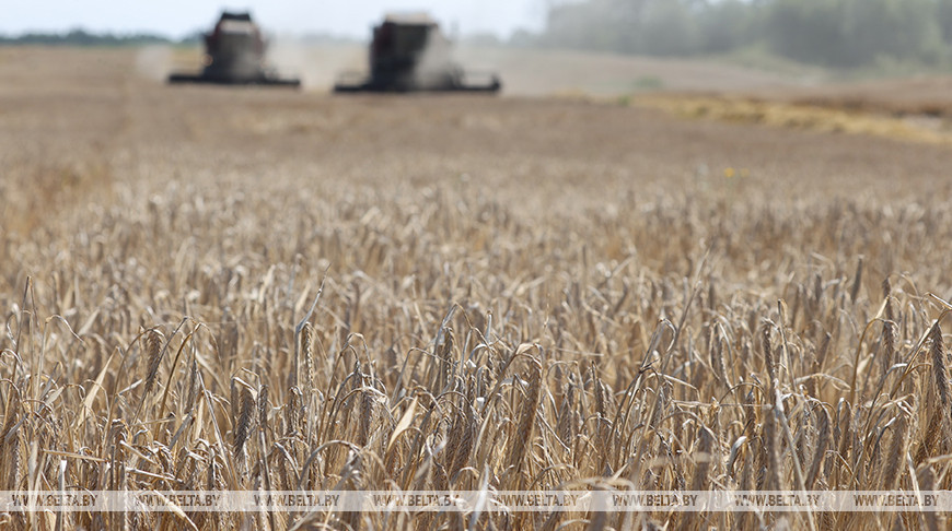 Сразу два экипажа первыми намолотили 3 тыс. т зерна в Могилевской области