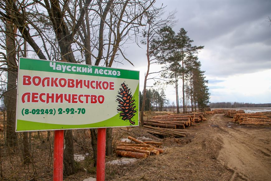 Более 90% лесных территорий, пострадавших от январской непогоды, убрано в Могилевской области