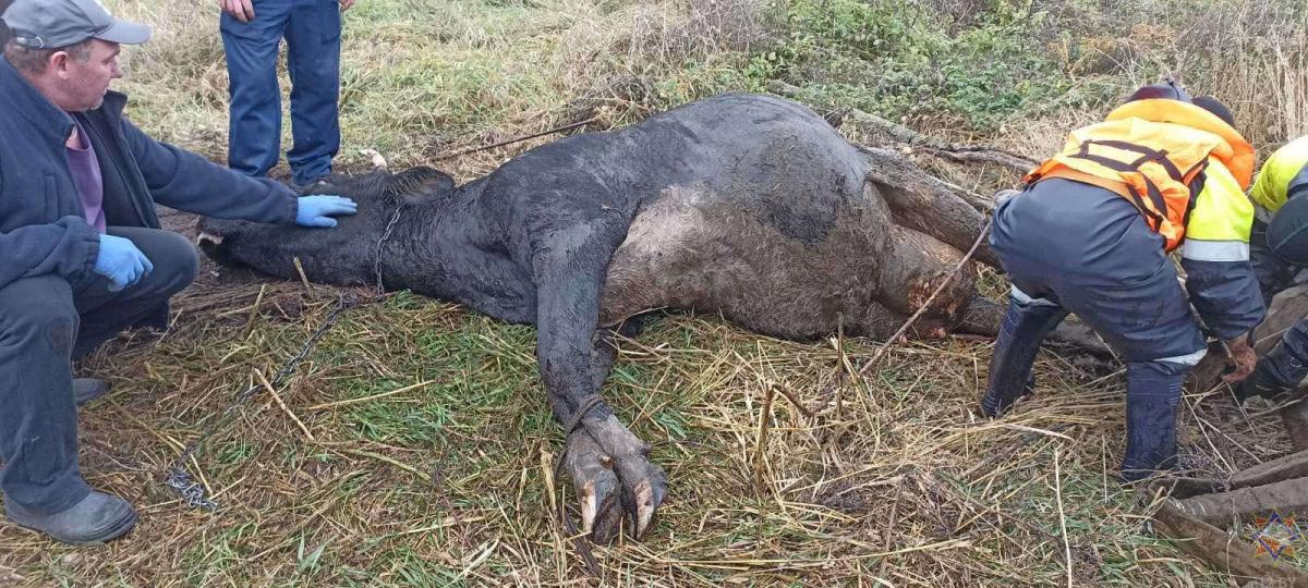 В Могилевском районе корова застряла в болоте