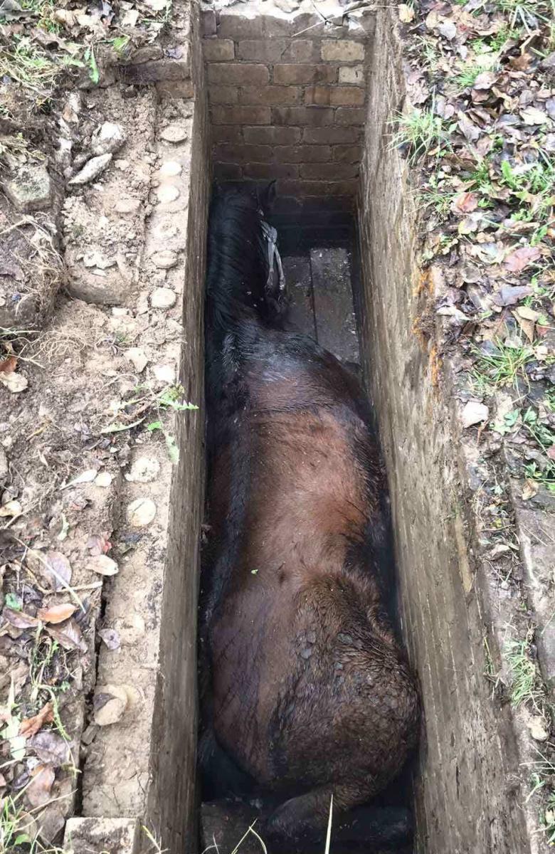 В Дрибинском районе лошадь упала в смотровую яму гаража