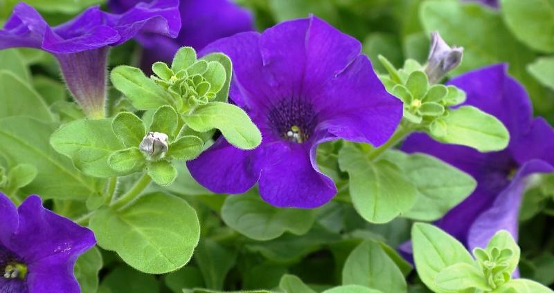 Подведены итоги смотра-конкурса «Могилев — цветущий город»