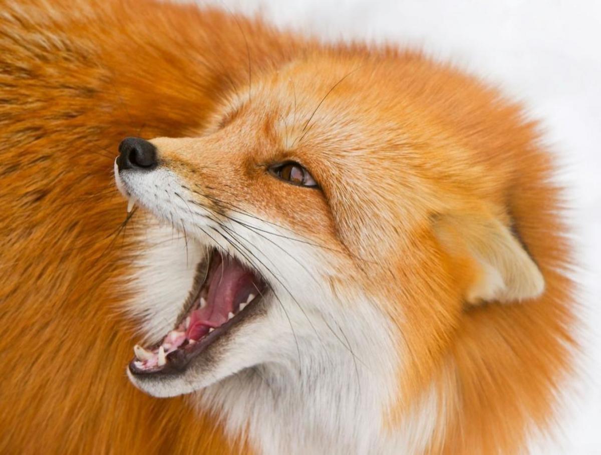 В Климовичском районе установлен карантин по бешенству