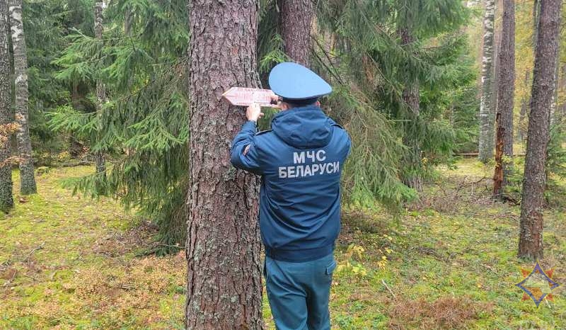 Установка опознавательных знаков-стрелок началась в лесах Чаусского района