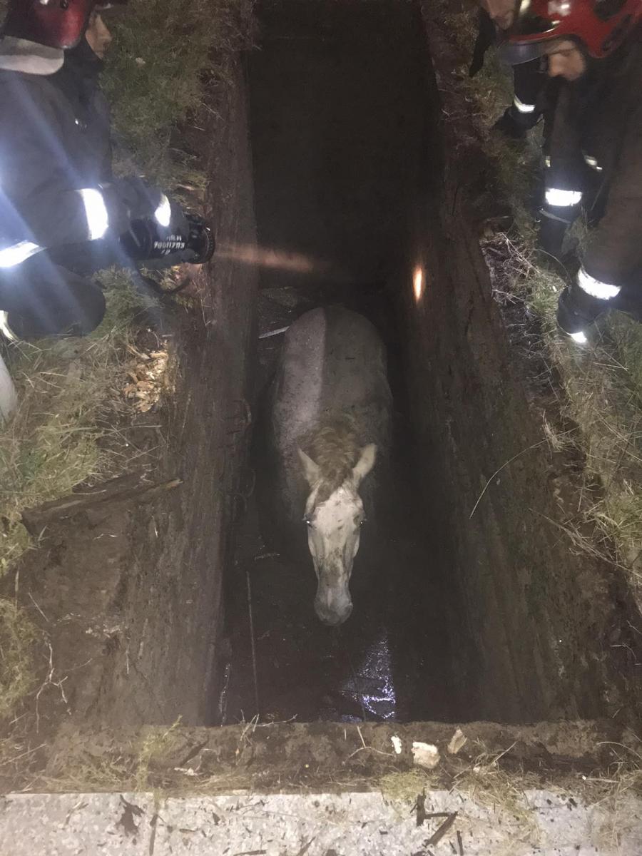 В Могилеве лошадь упала в яму