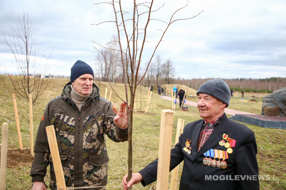 Аллея из 205 саженцев появилась у мемориала сожженным деревням Вязень и Селец. Фото