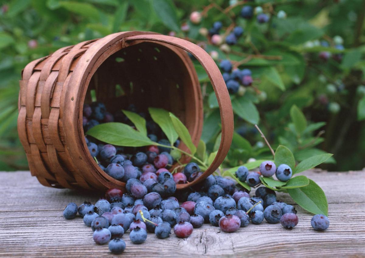 В Могилевской области за неделю заготовлено более 120 т черники