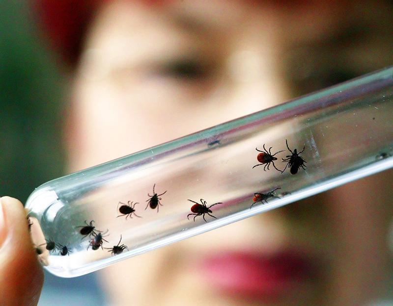 В Могилевской области активизировались клещи: зарегистрировано более 100 случаев укусов