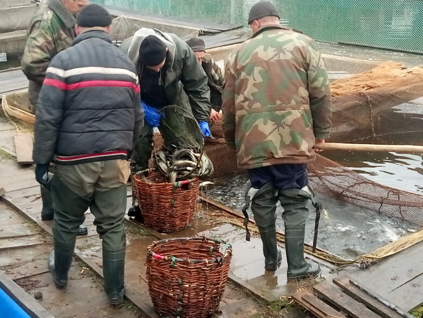 Более 3,7 тысячи щук выпустили в водохранилище Рудея Могилевского и Чаусского районов