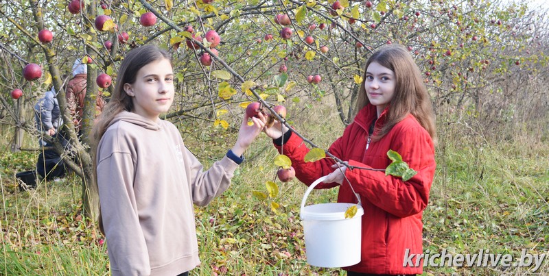 В КСУП "Бель"  Кричевского района вырос богатый урожай яблок и картофеля