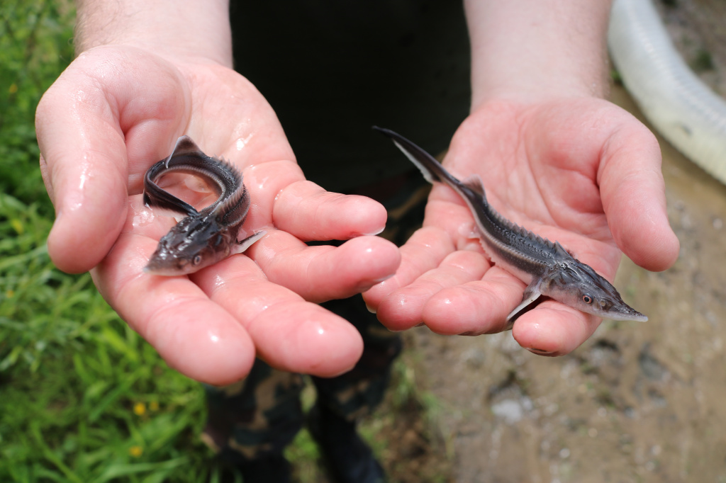 Рыбные ресурсы трансграничной реки Днепр пополнились молодью стерляди