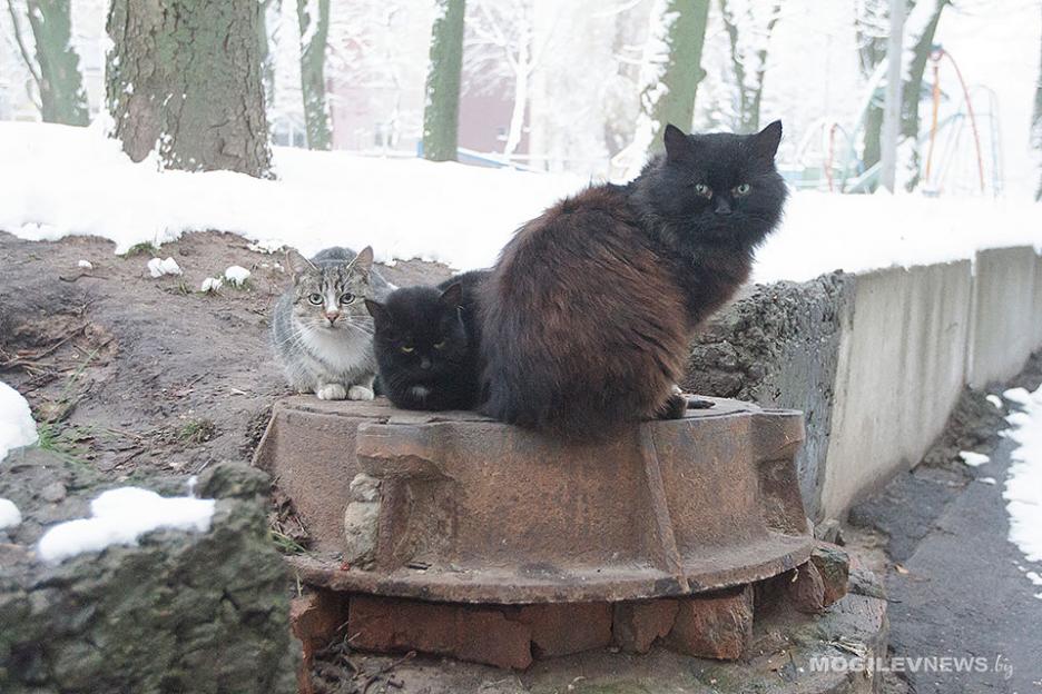 Более 20 градусов составит разница между ночной и дневной температурами 13 января в Могилевской области