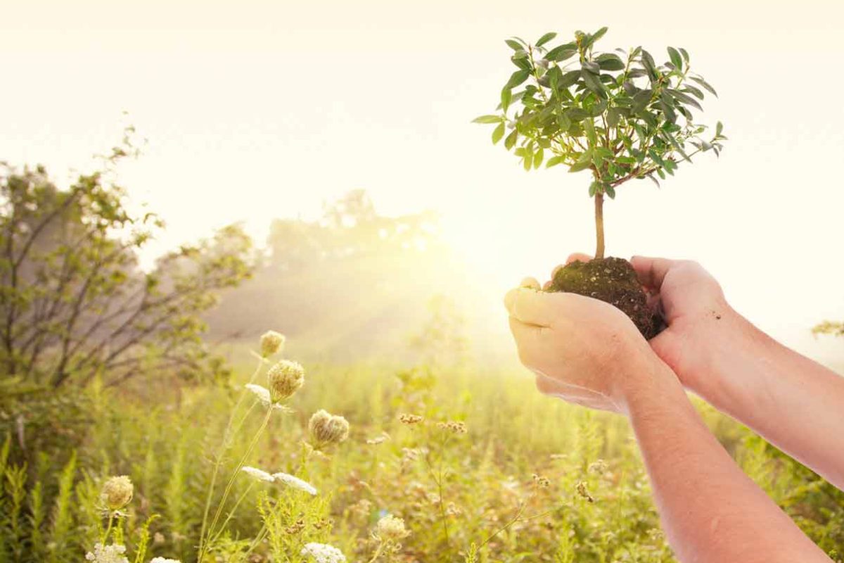 Принять участие в  акции «Дерево героя», приуроченной к Году исторической памяти, приглашает Минприроды