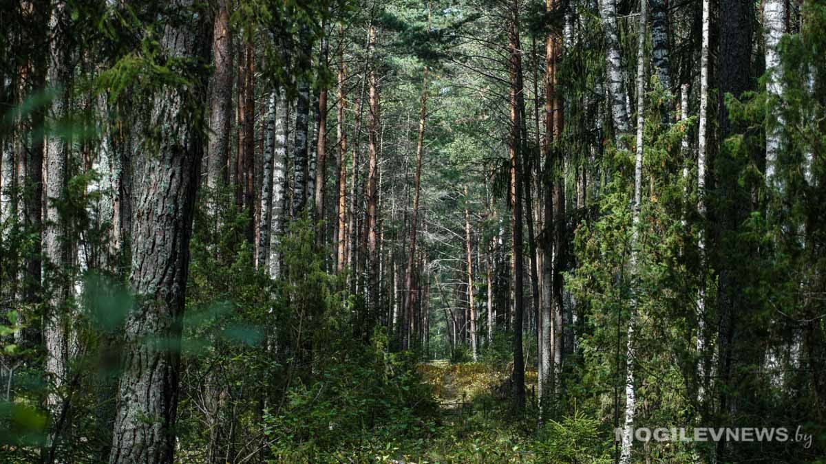 Запрет на посещение лесов сняли в Могилевской области