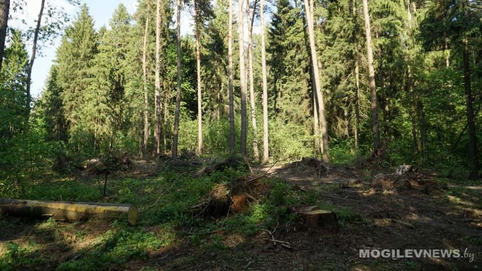 В Минлесхозе призвали не посещать леса до начала дождей