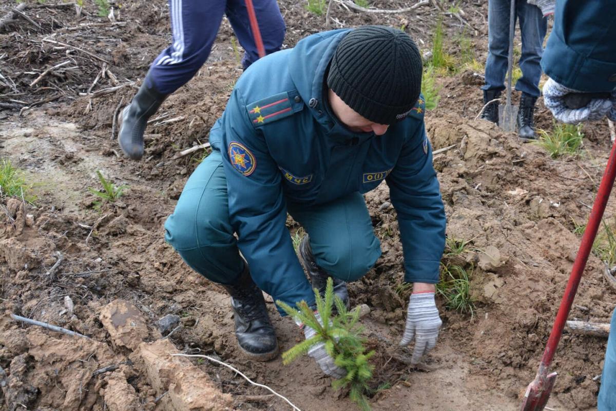 Около четырех тысяч саженцев сосен и елей высадили работники МЧС