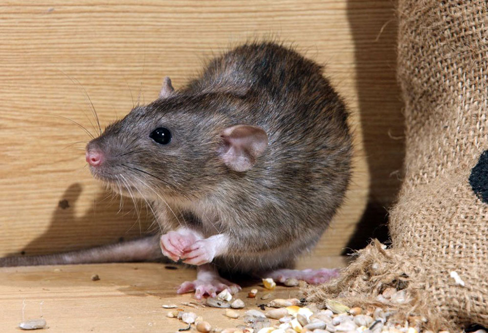 24 случая геморрагической лихорадки с почечным синдромом выявлено в Могилевской области за 2 месяца