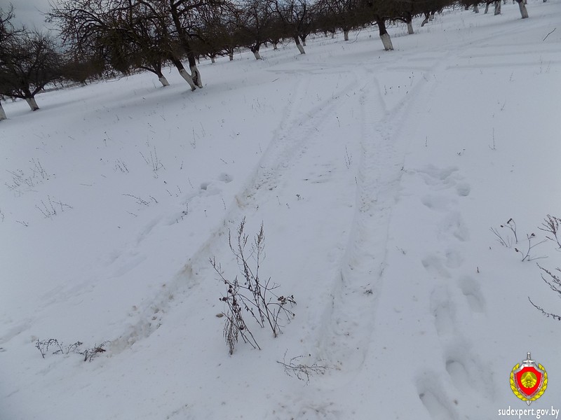 Житель Костюковичского района продал чужих лошадей