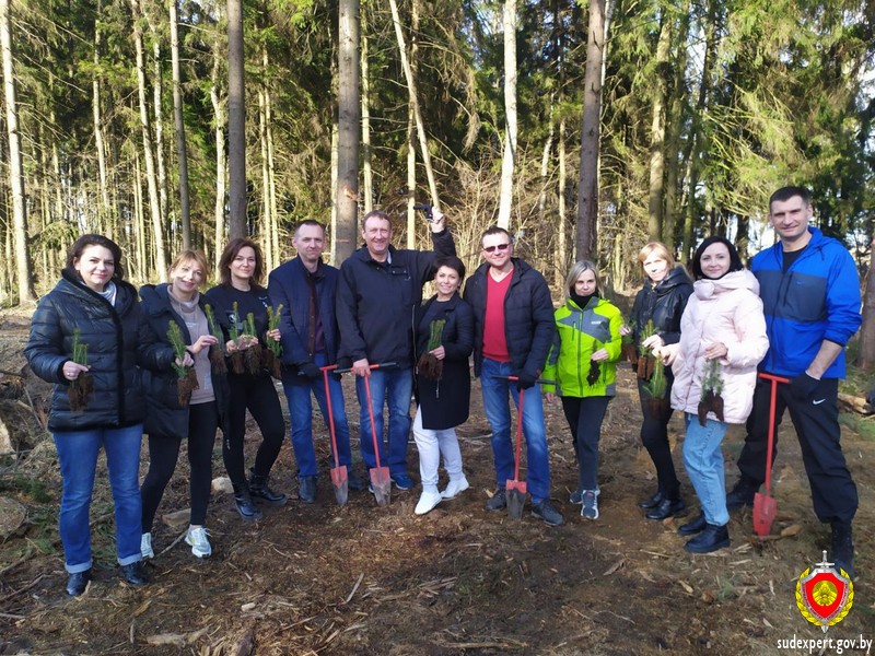 Сотрудники управления Госкомитета судебных экспертиз по Могилевской области высадили саженцы в поврежденном лесу