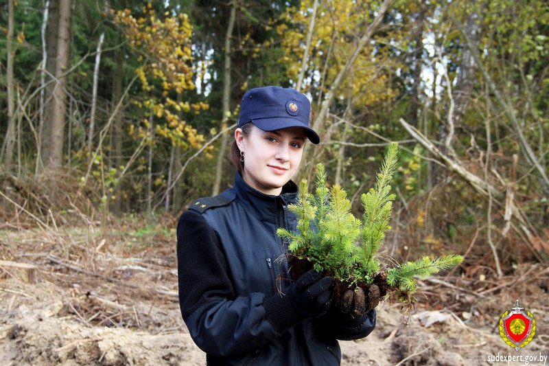 Сотрудники Госкомитета судэкспертиз региона высадили более 3 тысяч елей в районах области