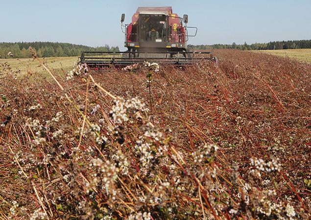 В Беларуси убрали гречиху с 97% площадей