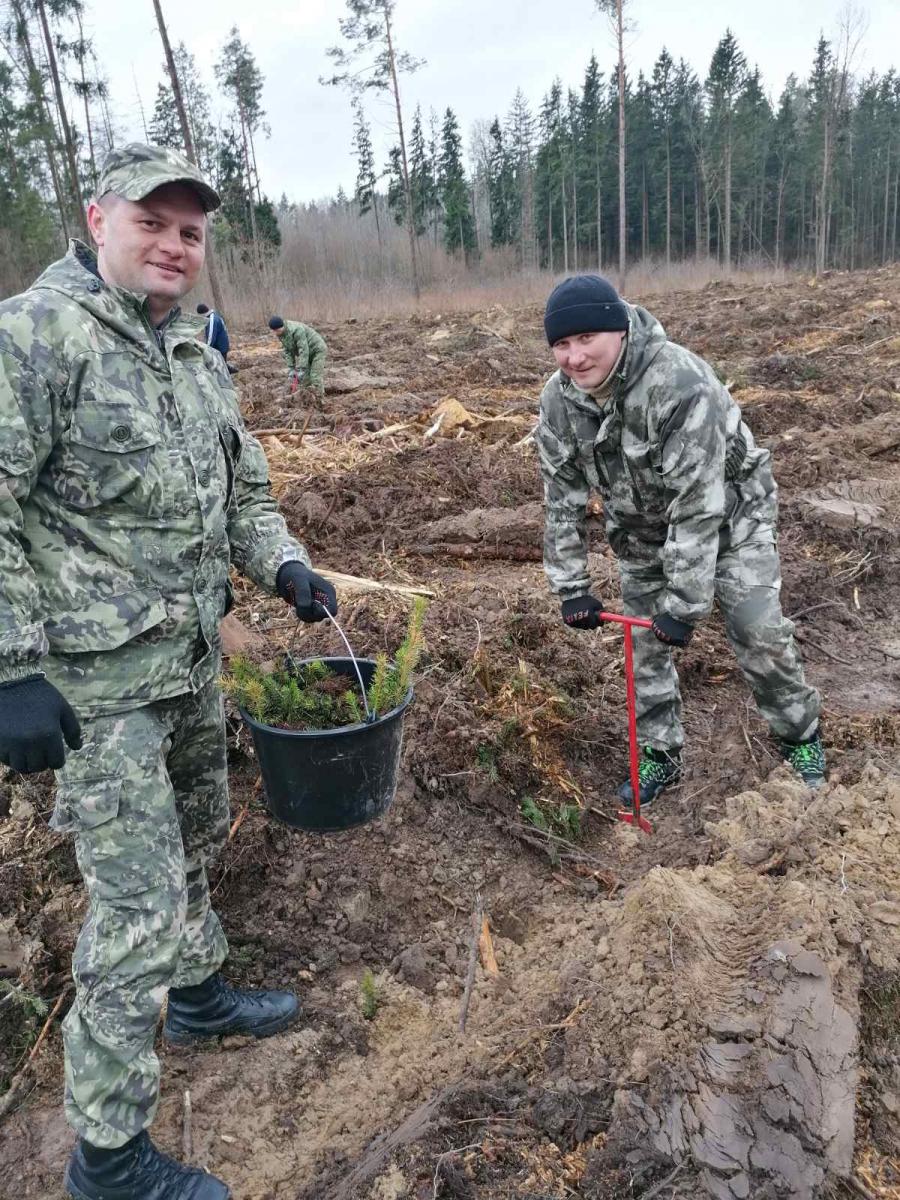 4000 елей и сосен высадили в Могилёвском районе сотрудники Ленинского отдела Департамента охраны