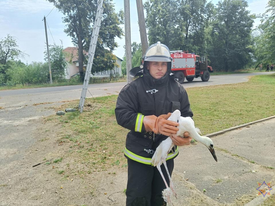 Работники МЧС спасли аиста