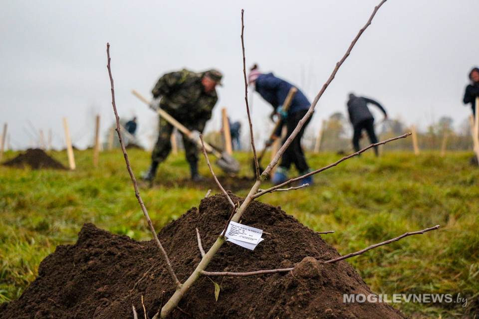 Более 1,2 тысячи деревьев в населенных пунктах Могилевщины высажено по предложениям граждан